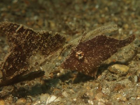 Juvenile Strapweed Filefish - Pseudomonacanthus macrurus  Filefish,Fish,Geotagged,Philippines,Pseudomonacanthus macrurus,Romblon,Spring,Strap-weed filefish