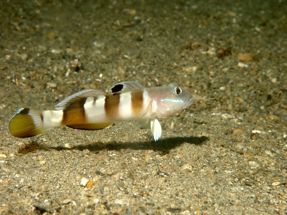 Widebarred Goby The Widebarred Goby - Valenciennea wardii is pale gray to whitish; 3 white brown bars on side; blue band below eye; black 'eye spots' on 1st dorsal fin, narrow brown bar on tail base, brown outer half of tail.<br />
Usually found in pairs among silty and sandy bottom. Fish,Geotagged,Goby,Philippines,Romblon,Spring,Valenciennea wardii,Widebarred Goby