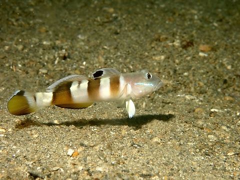 Widebarred Goby The Widebarred Goby - Valenciennea wardii is pale gray to whitish; 3 white brown bars on side; blue band below eye; black 'eye spots' on 1st dorsal fin, narrow brown bar on tail base, brown outer half of tail.
Usually found in pairs among silty and sandy bottom. Fish,Geotagged,Goby,Philippines,Romblon,Spring,Valenciennea wardii,Widebarred Goby