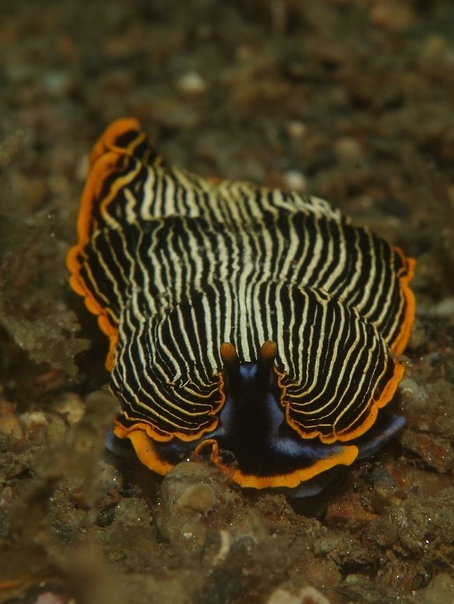 Armina semperi Sea Slug The Armina semperi has white/black lines running from the head to the end/tail. It has bright orange margins and blue margins on its foot/base.  Tip of Rhinopores is orange. Armina semperi,Geotagged,Philippines,Romblon,Sea Slug,Spring