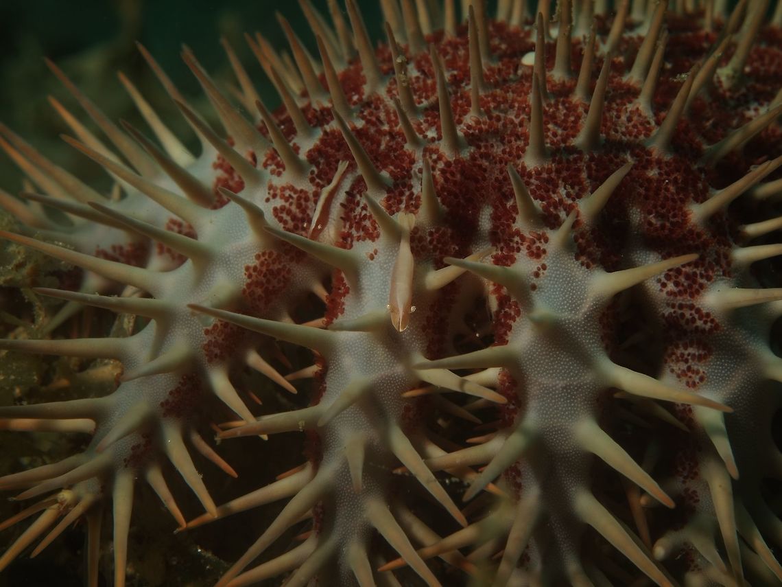 Can you find the Shrimp? This Starfish Shrimp - Periclimenes soror has its common name from the fact that they are mostly found living on Starfish including Crown of Thorn as in this picture.  They are small in size, usually around 1 cm, slender and with white band running head to the tail, or could be just plain single colour.  Their colour varies depending on the host Starfish, ranging from White, Brown, Orange, Red, Black, Grey and shades in between. Geotagged,Periclimenes soror,Philippines,Romblon,Shrimp,Spring,Starfish shrimp