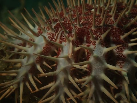 Can you find the Shrimp? This Starfish Shrimp - Periclimenes soror has its common name from the fact that they are mostly found living on Starfish including Crown of Thorn as in this picture.  They are small in size, usually around 1 cm, slender and with white band running head to the tail, or could be just plain single colour.  Their colour varies depending on the host Starfish, ranging from White, Brown, Orange, Red, Black, Grey and shades in between. Geotagged,Periclimenes soror,Philippines,Romblon,Shrimp,Spring,Starfish shrimp