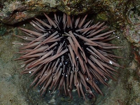 Purple Sea Urchin Purple Sea Urchin - Strongylocentrotus purpuratus seen in tidal pool during low tide. Geotagged,Malapascua,Philippines,Purple sea urchin,Spring,Strongylocentrotus purpuratus,cebu