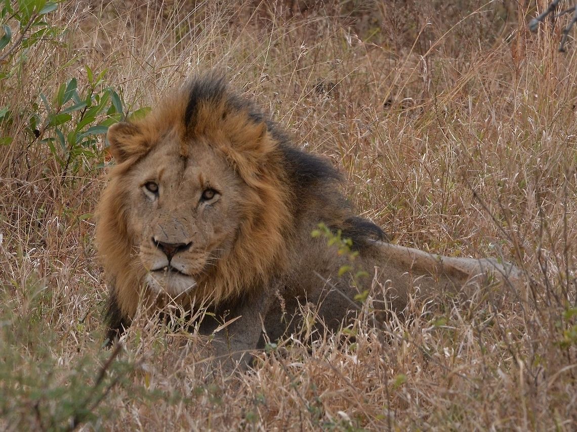 Lion - Male  Geotagged,Hluhluwe–Umfolozi,Kwazulu Natal,Lion,Panthera leo,South Africa,Winter
