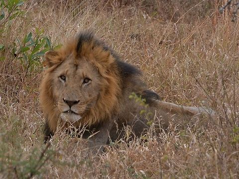 Lion - Male  Geotagged,Hluhluwe–Umfolozi,Kwazulu Natal,Lion,Panthera leo,South Africa,Winter