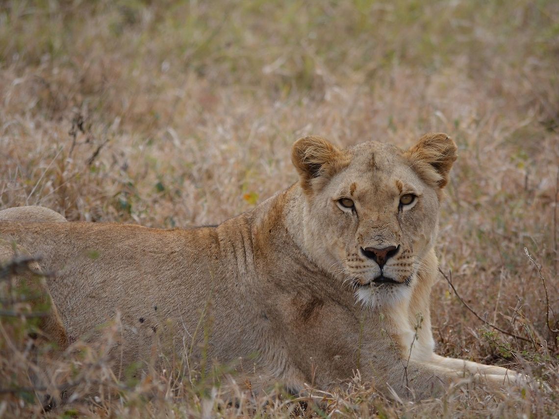 Lioness  Geotagged,Hluhluwe,KwaZulu Natal,Lion,Lioness,Panthera leo,South Africa,Winter