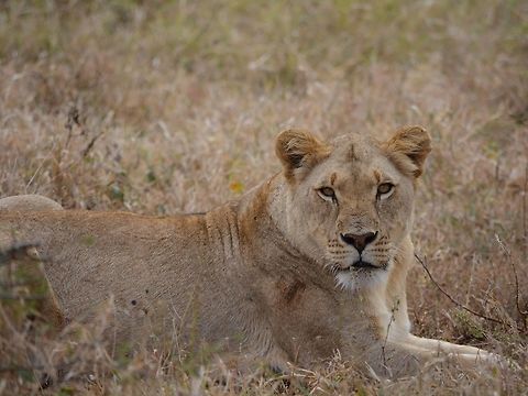 Lioness  Geotagged,Hluhluwe,KwaZulu Natal,Lion,Lioness,Panthera leo,South Africa,Winter