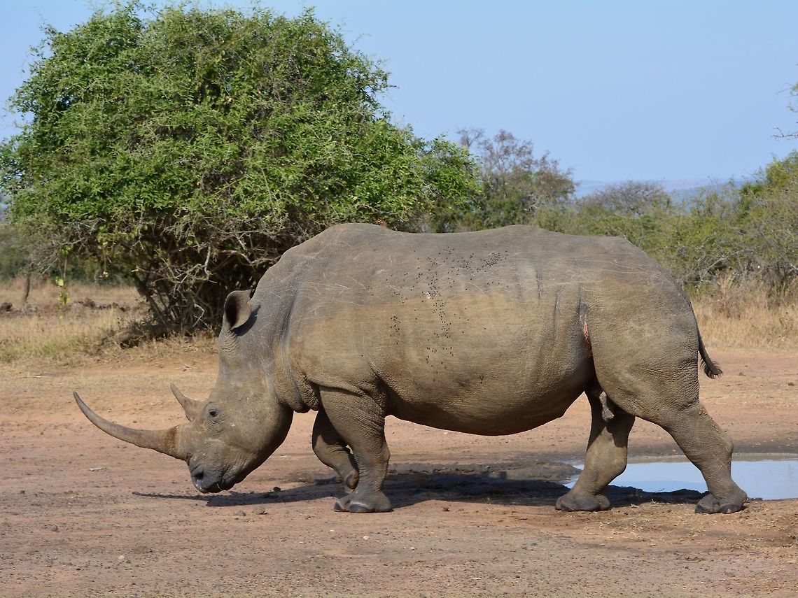 White Rhino  Ceratotherium simum,Geotagged,Hluhluwe,Kwazulu Natal,South Africa,White rhinoceros,Winter