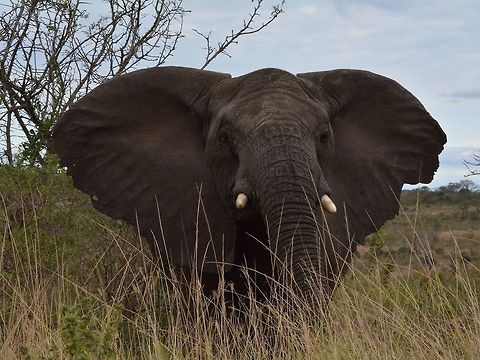 Elephant  African bush elephant,Geotagged,Hluhluwe,KwaZulu Natal,Loxodonta africana,South Africa,Winter