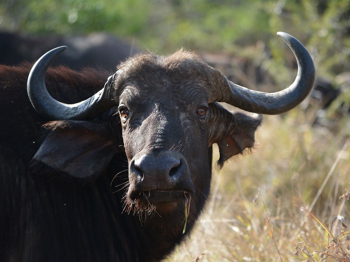 Cape Buffalo  African buffalo,Buffalo,Geotagged,Hluhluwe,KwaZulu Natal,South Africa,Syncerus caffer,Winter