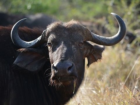 Cape Buffalo  African buffalo,Buffalo,Geotagged,Hluhluwe,KwaZulu Natal,South Africa,Syncerus caffer,Winter