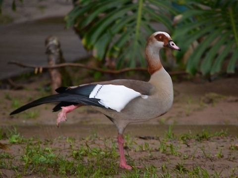 Stretching my leg Male Egyptian Goose - Alopochen aegyptiacus Alopochen aegyptiacus,Egyptian Goose,Geotagged,Goose,South Africa,Umkomaas,Winter