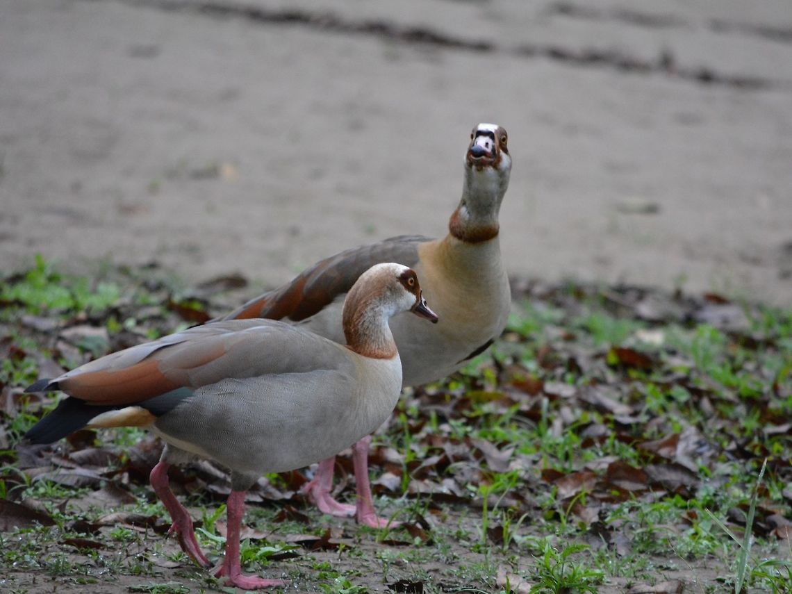 Egyptian Goose Egyptian Goose - Alopochen aegyptiacus, female Alopochen aegyptiacus,Egyptian Goose,Geotagged,South Africa,Umkomaas,Winter