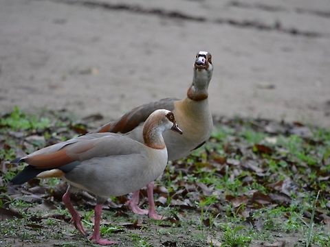 Egyptian Goose Egyptian Goose - Alopochen aegyptiacus, female Alopochen aegyptiacus,Egyptian Goose,Geotagged,South Africa,Umkomaas,Winter