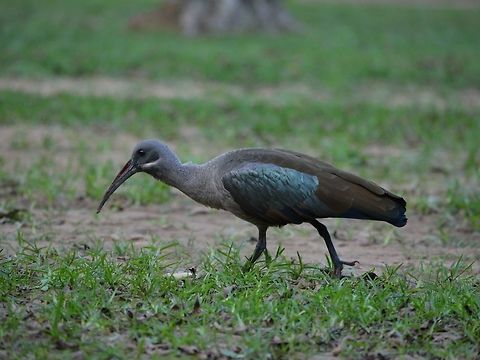 Hadada Ibis - Bostrychia hagedash  Bird,Bostrychia hagedash,Geotagged,Hadada Ibis,South Africa,Umkomaas,Winter