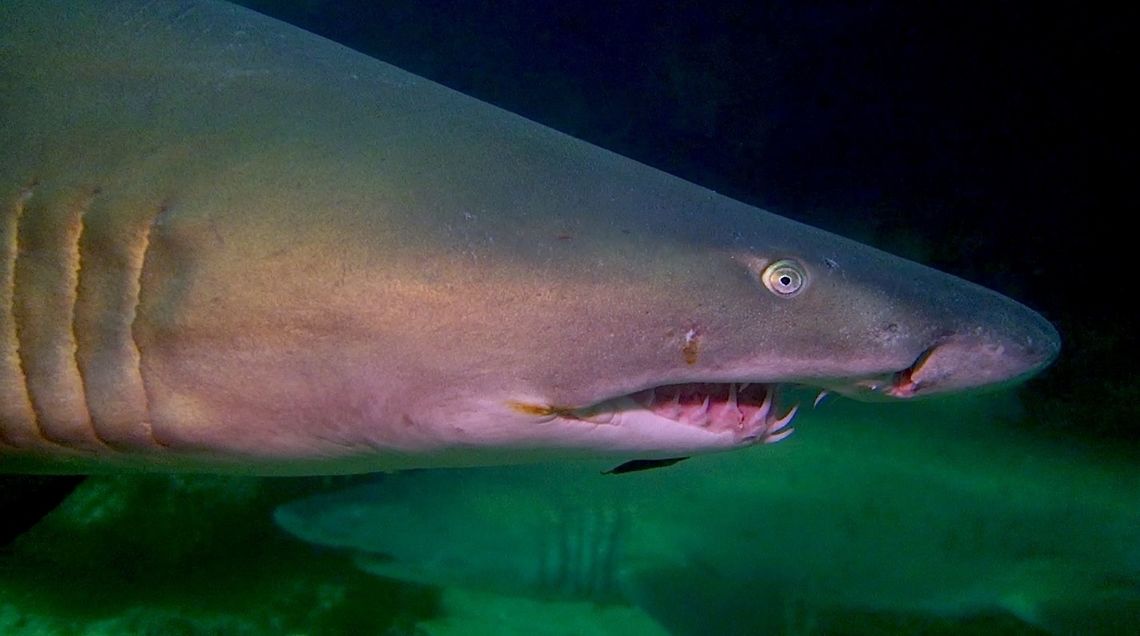 Ragged Tooth Shark The common name of Carcharias taurus depends on the location.<br />
In South Africa, they are known as Ragged Tooth Sharks, in Australia, they are known as Grey Nurse Sharks and in America, it is Sand-Tiger Sharks.<br />
<br />
I like the name Ragged Tooth Shark more which aptly described their teeth, more needle like than serrated.<br />
<br />
They are seasonally sighted at Aliwaal Shoal, South Africa during mating season. The males in big numbers will show up first to wait for the females, and they are likely to be found in groups around overhangs or small caves. If not disturbed, they will swim from one side of the cave to the other side at the entrance and will turn around. <br />
<br />
The Raggie is very different from other sharks in terms of its buoyancy. Most species remain buoyant by the large amount of oil in their large liver, which is lower in density than the water around them. However, in the case of Ragged Tooth Sharks, they gulp down and keep air in their stomachs to keep them from rolling over or sinking to the bottom of the ocean.<br />
<br />
They may look menacing but are not aggressive although they have been know to bite humans, by mistake.<br />
<br />
This species do well in aquarium and quite a few big aquariums around the world keeps them and have been know to give birth.<br />
<br />
They give birth to live pups. During pregnancy, the most developed embryo will feed on its siblings, a reproductive strategy known as intrauterine cannibalism i.e. "embryophagy" or, more colorfully, adelphophagy — literally "eating one's brother". Aliwaal Shoal,Carcharias taurus,Geotagged,Ragged Tooth Shark,Sand tiger shark,Shark,South Africa,Umkomaas,Winter