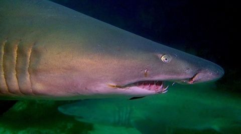 Ragged Tooth Shark The common name of Carcharias taurus depends on the location.
In South Africa, they are known as Ragged Tooth Sharks, in Australia, they are known as Grey Nurse Sharks and in America, it is Sand-Tiger Sharks.

I like the name Ragged Tooth Shark more which aptly described their teeth, more needle like than serrated.

They are seasonally sighted at Aliwaal Shoal, South Africa during mating season.  The males in big numbers will show up first to wait for the females, and they are likely to be found in groups around overhangs or small caves.  If not disturbed, they will swim from one side of the cave to the other side at the entrance and will turn around. 

The Raggie is very different from other sharks in terms of its buoyancy. Most species remain buoyant by the large amount of oil in their large liver, which is lower in density than the water around them. However, in the case of Ragged Tooth Sharks, they gulp down and keep air in their stomachs to keep them from rolling over or sinking to the bottom of the ocean.

They may look menacing but are not aggressive although they have been know to bite humans, by mistake.

This species do well in aquarium and quite a few big aquariums around the world keeps them and have been know to give birth.

They give birth to live pups. During pregnancy, the most developed embryo will feed on its siblings, a reproductive strategy known as intrauterine cannibalism i.e. "embryophagy" or, more colorfully, adelphophagy — literally "eating one's brother". Aliwaal Shoal,Carcharias taurus,Geotagged,Ragged Tooth Shark,Sand tiger shark,Shark,South Africa,Umkomaas,Winter