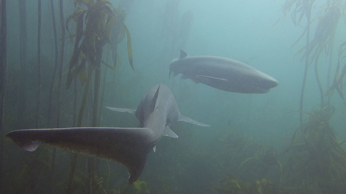 Broadnose Seven Gill Shark The Broadnose Seven Gill Shark - Notorynchus cepedianus as it is known by its name, has seven gills.<br />
Together with another species, Sharpnose sevengill Shark - Heptranchias perlo, they hold the Guinness Book of World Record for the Sharks with the most gill slits. Most Sharks have 5 gills and a few species with 6 gills. Broadnose sevengill shark,Cape Town,Geotagged,Notorynchus cepedianus,Seven Gill Shark,Shark,South Africa