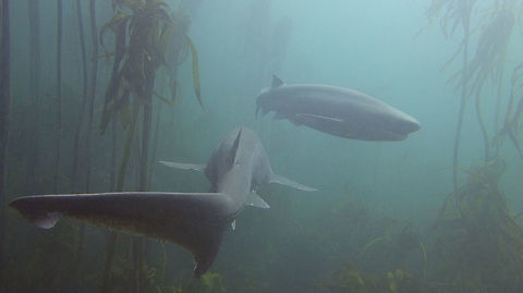 Broadnose Seven Gill Shark The Broadnose Seven Gill Shark - Notorynchus cepedianus as it is known by its name, has seven gills.
Together with another species, Sharpnose sevengill Shark - Heptranchias perlo, they hold the Guinness Book of World Record for the Sharks with the most gill slits. Most Sharks have 5 gills and a few species with 6 gills. Broadnose sevengill shark,Cape Town,Geotagged,Notorynchus cepedianus,Seven Gill Shark,Shark,South Africa