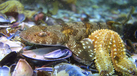 Puffadder Shy Shark This Puffadder Shy Shark - Haploblepharus edwardsii is endemic to the sea off South Africa.  They are brown with spots of white and markings instead of the typical grey colour of sharks.  Small in size, less than 1 meter length, they are usually found resting at the sea bottom.  Like other species of Catsharks, they have large silverish eyes.

They are called Shy Shark because if they are touched/handled, instead of always swimming away, they may turn their head towards its pectoral fin to 'hide'. Cape Town,Geotagged,Haploblepharus edwardsii,Puffadder shyshark,Shark,South Africa
