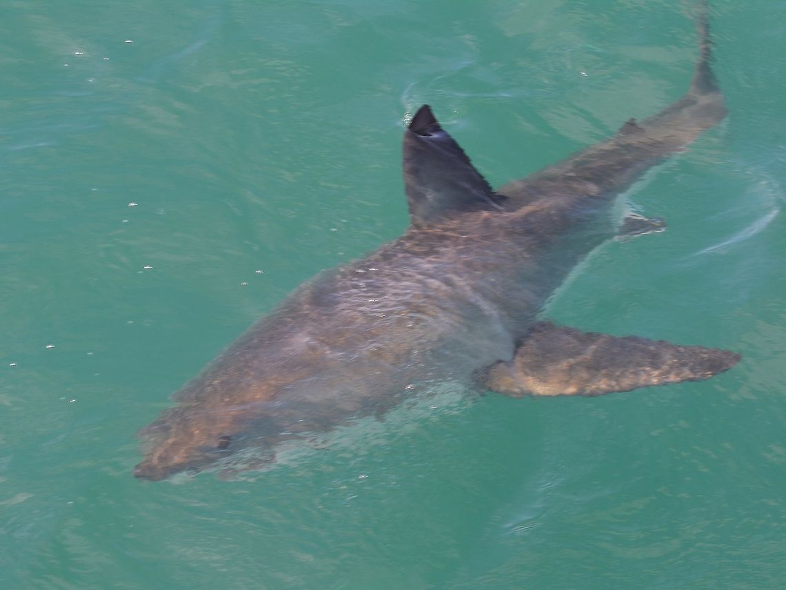 Great White Shark Probably the scariest among all Sharks, the Great White Shark - Carcharodon carcharias can be up to 6-7 meters length and recent sightings have indicated larger size, but not measured.<br />
<br />
This was seen during a caged-dive trip from Cape Town. Cape Town,Carcharodon carcharias,Geotagged,Great white shark,Shark,South Africa,Winter