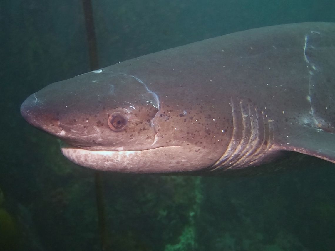 Seven Gills It is possible to see in this picture the seven gills slit of the Broadnose Seven Gill Shark - Notorynchus cepedianus. Broadnose sevengill shark,Cape Town,Cow Shark,Geotagged,Notorynchus cepedianus,Shark,South Africa,Winter