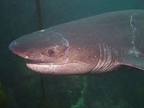 Seven Gills It is possible to see in this picture the seven gills slit of the Broadnose Seven Gill Shark - Notorynchus cepedianus. Broadnose sevengill shark,Cape Town,Cow Shark,Geotagged,Notorynchus cepedianus,Shark,South Africa,Winter