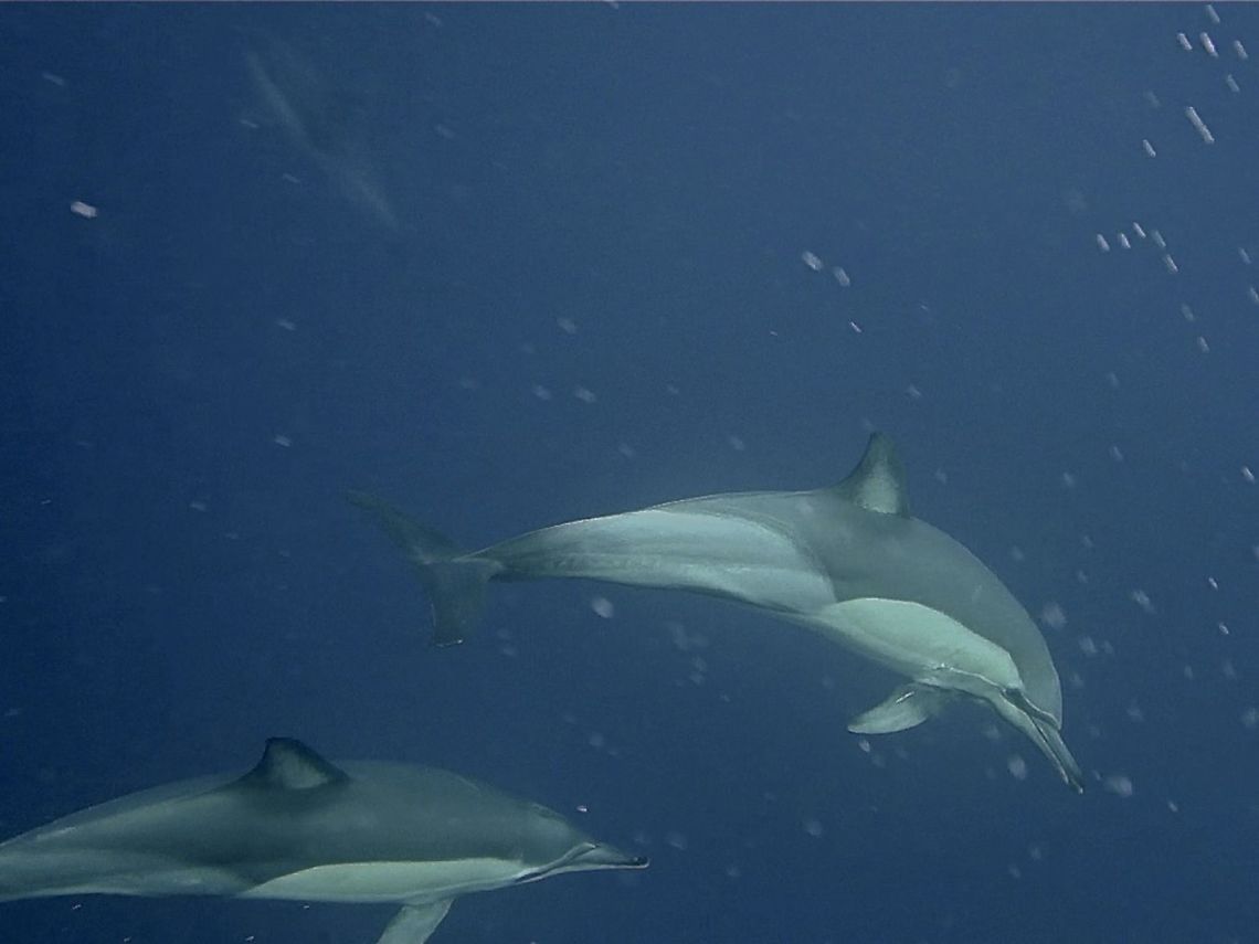 Long-beaked Common Dolphins The Long-beaked Common Dolphins - Delphinus capensis can reached up to 2.5m, and are less robust in appearance than bottlenose dolphins. The body is dark-brown to black with characteristic, orange-brown, &lsquo;figure of eight&rsquo; markings on the sides and a creamy-white underbelly. The head slopes gently forward to a long narrow beak and the dorsal fin is prominent, slightly hooked and triangular. A dark stripe extends up from the pectoral fins to the lower jaw and another joins the back of the beak to around the eye.<br />
<br />
We saw them during our week on the East Coast of South Africa during Sardine Run season, there were hundreds if not thousands of them, working to get the Sardines into tight balls.   Delphinus capensis,Dolphin,Geotagged,Long-beaked common dolphin,South Africa,Umkomaas,Winter