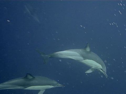 Long-beaked Common Dolphins The Long-beaked Common Dolphins - Delphinus capensis can reached up to 2.5m, and are less robust in appearance than bottlenose dolphins. The body is dark-brown to black with characteristic, orange-brown, ‘figure of eight’ markings on the sides and a creamy-white underbelly. The head slopes gently forward to a long narrow beak and the dorsal fin is prominent, slightly hooked and triangular. A dark stripe extends up from the pectoral fins to the lower jaw and another joins the back of the beak to around the eye.

We saw them during our week on the East Coast of South Africa during Sardine Run season, there were hundreds if not thousands of them, working to get the Sardines into tight balls.   Delphinus capensis,Dolphin,Geotagged,Long-beaked common dolphin,South Africa,Umkomaas,Winter