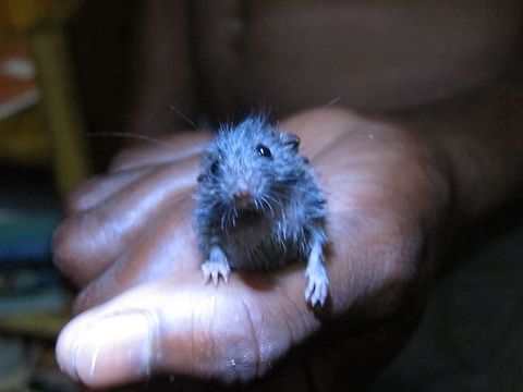 Tiny Mouse/Rat This tiny mouse/rat was seen at Ahe Island, off Nabire, West Papua.
The locals catches them with their bare hands and play with it. Ahe Island,Fall,Geotagged,Indonesia,Mouse,Nabire,Rat,Spring,west papua