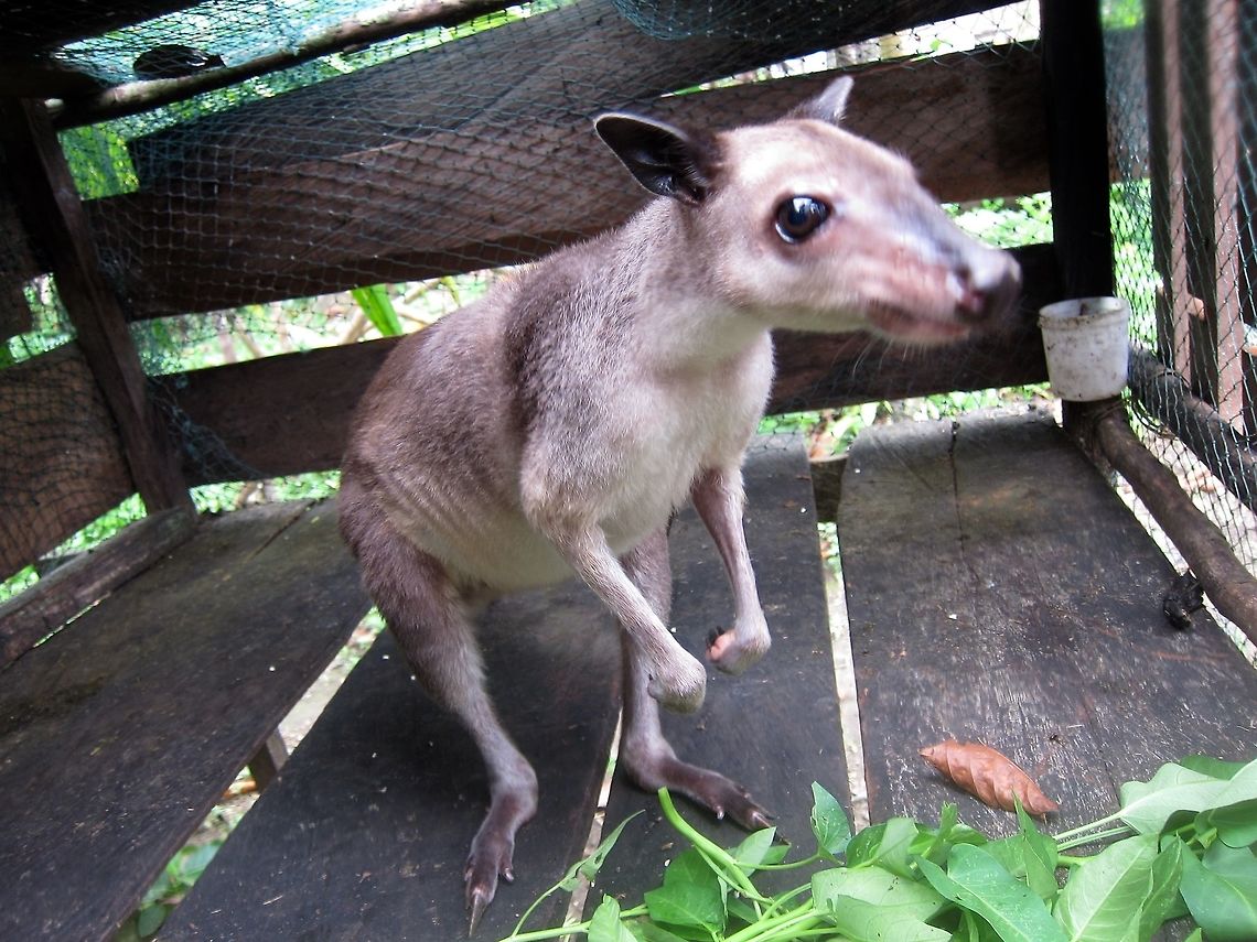 Wallaby (?) This Wallaby was seen at Ahe Island, off Nabire, West Papua.<br />
It was kept by the locals as pet. They told me this is a Tree Kangaroo, but based on the looks of the legs, it doesn't looks like this one is capable of climbing.<br />
<br />
Not very big, it was less than 1 meter in height.<br />
<br />
Update : Possibly Dorcopsis muelleri - Brown Dorcopsis which is reported from this locality.<br />
The other 3 Dorcopsis species are known from PNG side. Ahe Island,Brown Dorcopsis,Dorcopsis muelleri,Geotagged,Indonesia,Nabire,Spring,Wallaby,west papua