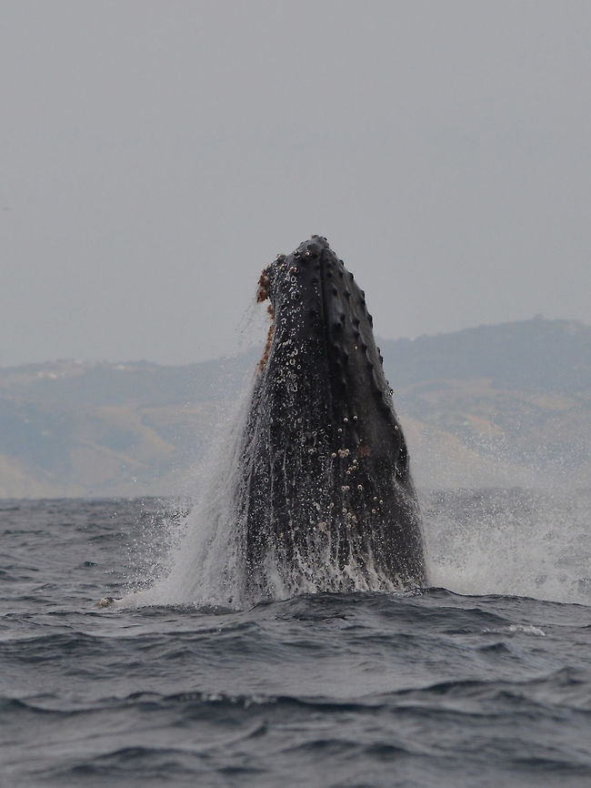 Humpback Whale The humpback whale (Megaptera novaeangliae) is a species of baleen whale. One of the larger rorqual species, adults range in length from 12&ndash;16 m (39&ndash;52 ft) and weigh about 36,000 kg (79,000 lb). The humpback has a distinctive body shape, with long pectoral fins and a knobbly head. It is known for breaching and other distinctive surface behaviors, making it popular with whale watchers. <br />
<br />
Males produce a complex song lasting 10 to 20 minutes, which they repeat for hours at a time. Its purpose is not clear, though it may have a role in mating.  Different groups of Humpback Whales may migrate from Antartica to Pacific Oeans, Atlantic/Indian Oceans and they may have different songs but when they are gather at Antartica, they may incorporates notes of songs from other group of Whales to their own songs.<br />
<br />
An interesting fun fact about Humpbacks around the world, the whales when migrating whether from Artic (Northern Hemisphere) or Antartica (Southern Hemisphere), do not cross the Equator, so it seems they do not meet each other.<br />
<br />
This sighting of Humpback Whales was over at the Eastern Cape of South Africa during the season of Sardine Run. Geotagged,Humpback whale,Megaptera novaeangliae,South Africa,Umkomaas,Whale,Winter