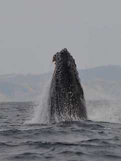 Humpback Whale The humpback whale (Megaptera novaeangliae) is a species of baleen whale. One of the larger rorqual species, adults range in length from 12–16 m (39–52 ft) and weigh about 36,000 kg (79,000 lb). The humpback has a distinctive body shape, with long pectoral fins and a knobbly head. It is known for breaching and other distinctive surface behaviors, making it popular with whale watchers. 

Males produce a complex song lasting 10 to 20 minutes, which they repeat for hours at a time. Its purpose is not clear, though it may have a role in mating.  Different groups of Humpback Whales may migrate from Antartica to Pacific Oeans, Atlantic/Indian Oceans and they may have different songs but when they are gather at Antartica, they may incorporates notes of songs from other group of Whales to their own songs.

An interesting fun fact about Humpbacks around the world, the whales when migrating whether from Artic (Northern Hemisphere) or Antartica (Southern Hemisphere), do not cross the Equator, so it seems they do not meet each other.

This sighting of Humpback Whales was over at the Eastern Cape of South Africa during the season of Sardine Run. Geotagged,Humpback whale,Megaptera novaeangliae,South Africa,Umkomaas,Whale,Winter