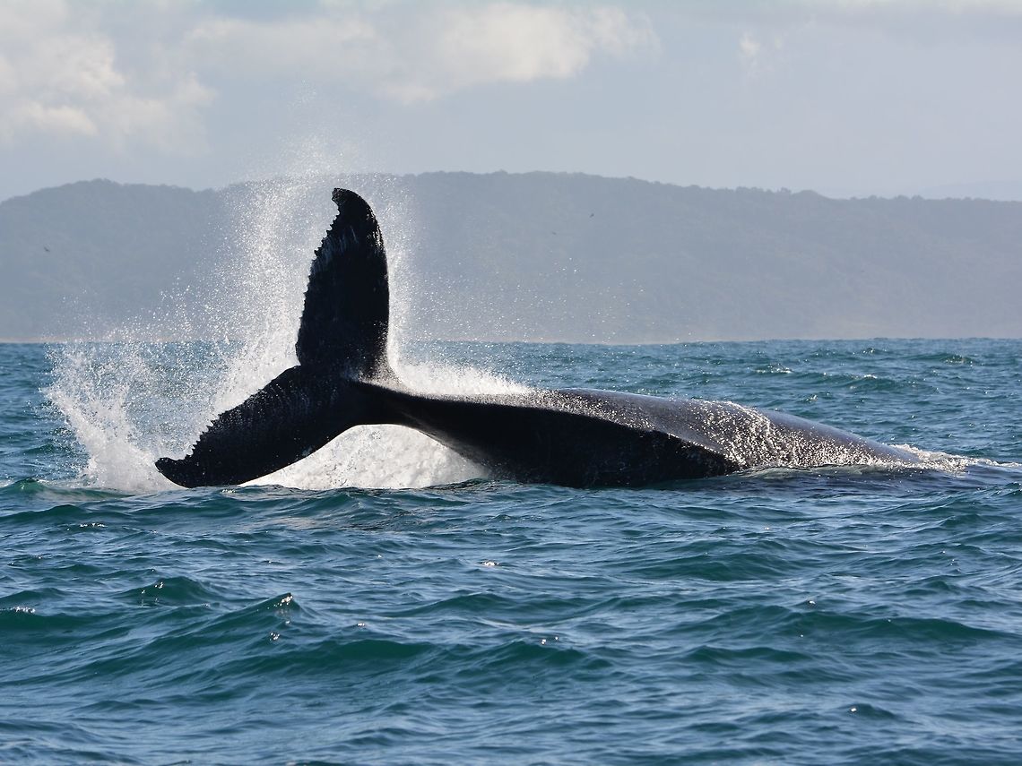 Big Splash Humpback Whale - Megaptera novaeangliae Geotagged,Humpback whale,Megaptera novaeangliae,South Africa,Umkomaas,Whale,Winter