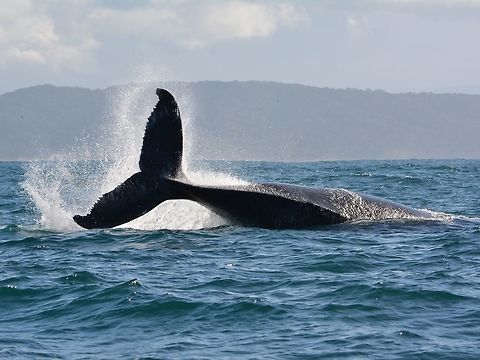 Big Splash Humpback Whale - Megaptera novaeangliae Geotagged,Humpback whale,Megaptera novaeangliae,South Africa,Umkomaas,Whale,Winter