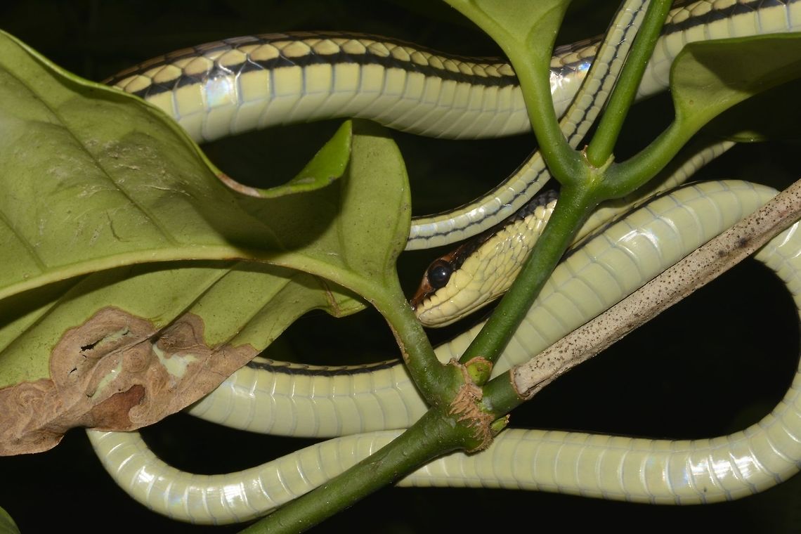 Bronze Tree Snake Bronze Tree Snake - Dendrelaphis caudolineatus is a non-venomous snake.<br />
There are 5 sub-species, with different locality.<br />
<br />
This being from Sibuyan Island, is most likely the Dendrelaphis caudolineatus luzonensis which are known from southern part of Luzon Island and neighbouring island. The other sub-species from Philippines is Dendrelaphis caudolineatus terrificus, known from southern part of Philippines (Mindanao) to the Sulawesi Islands in Indonesia. Bronze Tree Snake,Dendrelaphis caudolineatus,Geotagged,Philippines,Sibuyan,Snake,Spring,Striped Bronzeback,Tree Snake