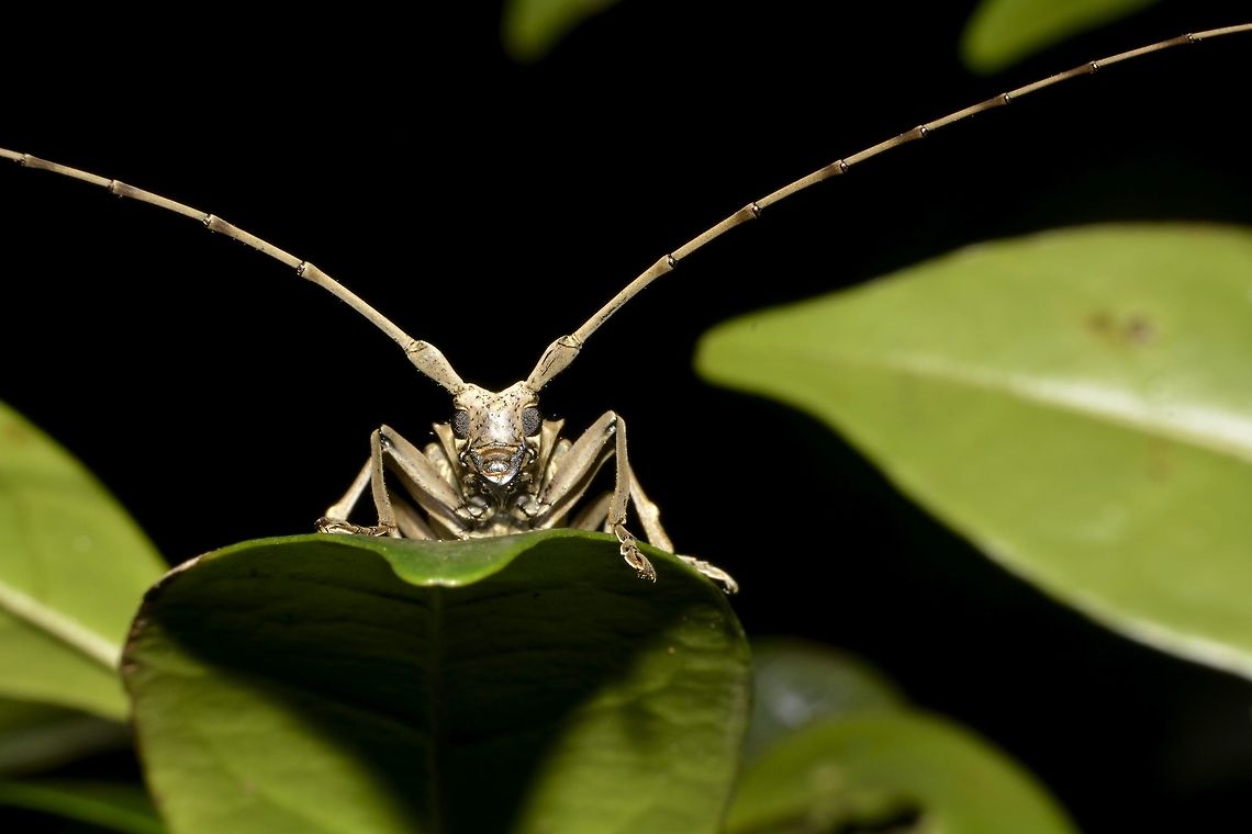 Longhorn Beetle  Beetle,Geotagged,Longhorn Beetle,Philippines,Sibuyan,Spring