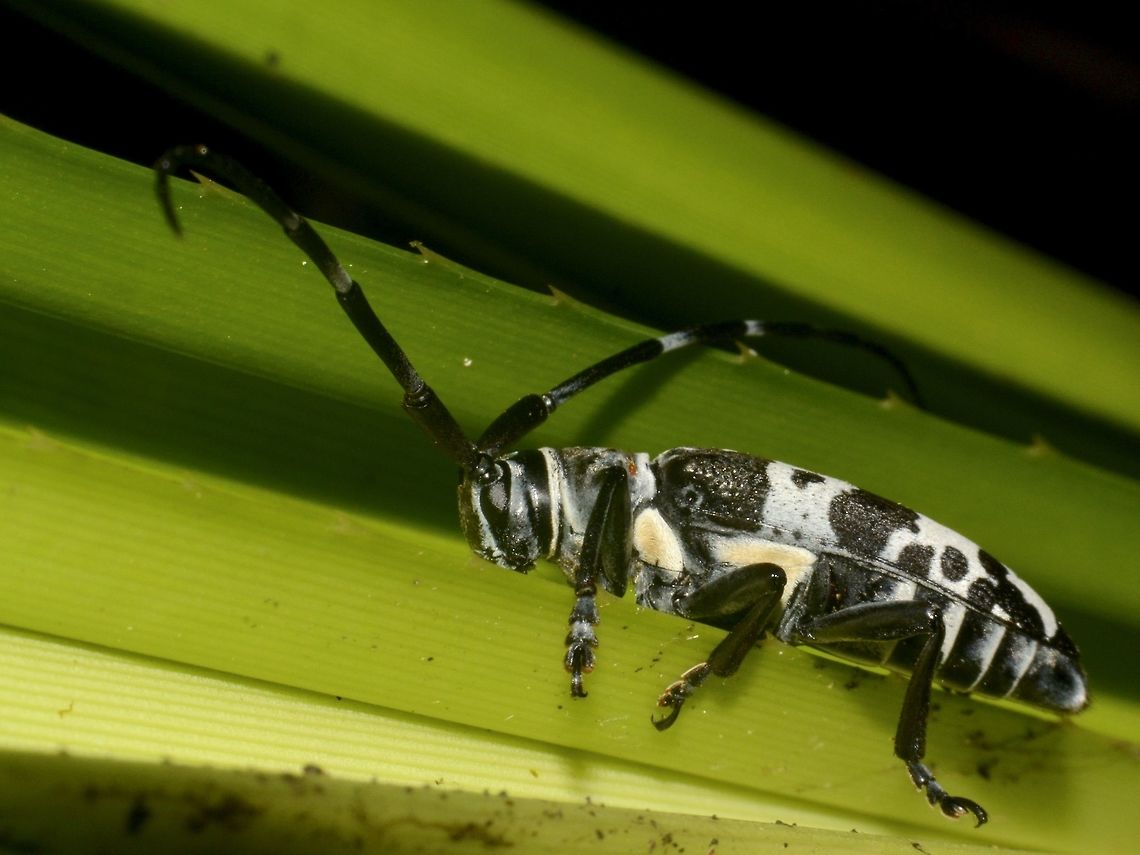 Longhorn Beetle  Beetle,Cereopsius vivesi,Geotagged,Longhorn Beetle,Philippines,Sibuyan,Spring