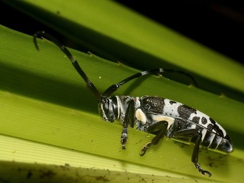 Longhorn Beetle  Beetle,Cereopsius vivesi,Geotagged,Longhorn Beetle,Philippines,Sibuyan,Spring
