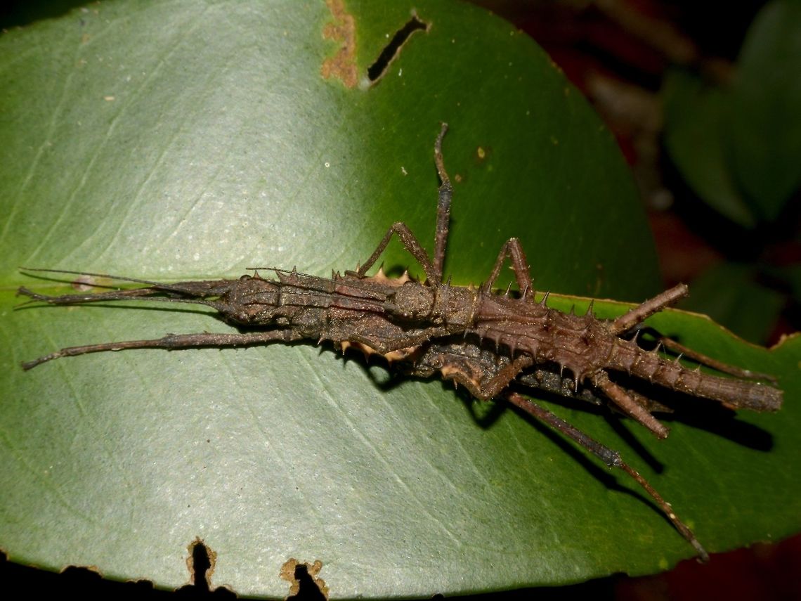 Spiny Phasmid Couple This is a pair of Phasmid from the genus Tisamenus.<br />
There is no known record of Phasmid of this genus from this area/region. Geotagged,Phasmid,Philippines,Sibuyan,Spring,Stick Insect,Tisamenus,Tisamenus sp