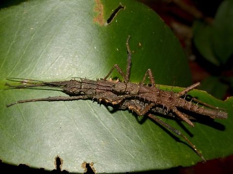 Spiny Phasmid Couple This is a pair of Phasmid from the genus Tisamenus.
There is no known record of Phasmid of this genus from this area/region. Geotagged,Phasmid,Philippines,Sibuyan,Spring,Stick Insect,Tisamenus,Tisamenus sp