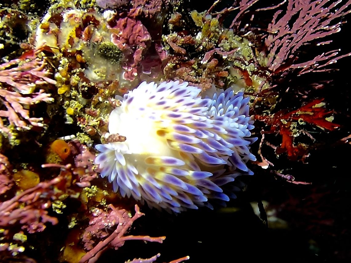 Gas Flame Nudibranch Yes, the common name of this Bonisa nakaza Nudibranch is Gas Flame!<br />
<br />
I was not expecting to see any Nudibranch of small stuff during this dive/trip as we were diving for the Seven Gills Sharks and Fur Seals.  I didn't had the opportunity to take more or better picture of this Nudibranch as the dive guide was moving away and not waiting since the objective of the dive was to look for the big stuff. Bonisa nakaza,Cape Town,Gasflame nudibranchBonisa nakaza,Geotagged,Nudibranch,South Africa,Winter