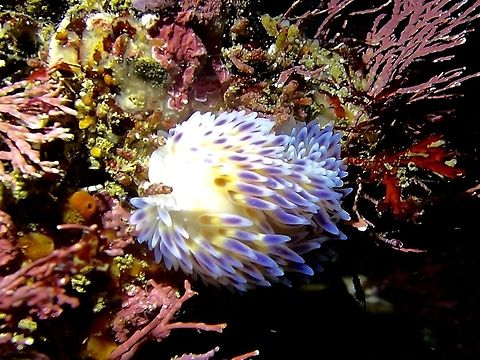 Gas Flame Nudibranch Yes, the common name of this Bonisa nakaza Nudibranch is Gas Flame!

I was not expecting to see any Nudibranch of small stuff during this dive/trip as we were diving for the Seven Gills Sharks and Fur Seals.  I didn't had the opportunity to take more or better picture of this Nudibranch as the dive guide was moving away and not waiting since the objective of the dive was to look for the big stuff. Bonisa nakaza,Cape Town,Gasflame nudibranchBonisa nakaza,Geotagged,Nudibranch,South Africa,Winter
