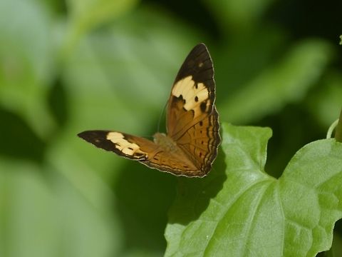 Rustic Butterfly This is a subspecies; Cupha erymanthis lotis Butterlfy,Cupha erymanthis,Cupha erymanthis lotis,Geotagged,Malaysia,Rustic,Rustic Butterfly,Sandakan,Summer