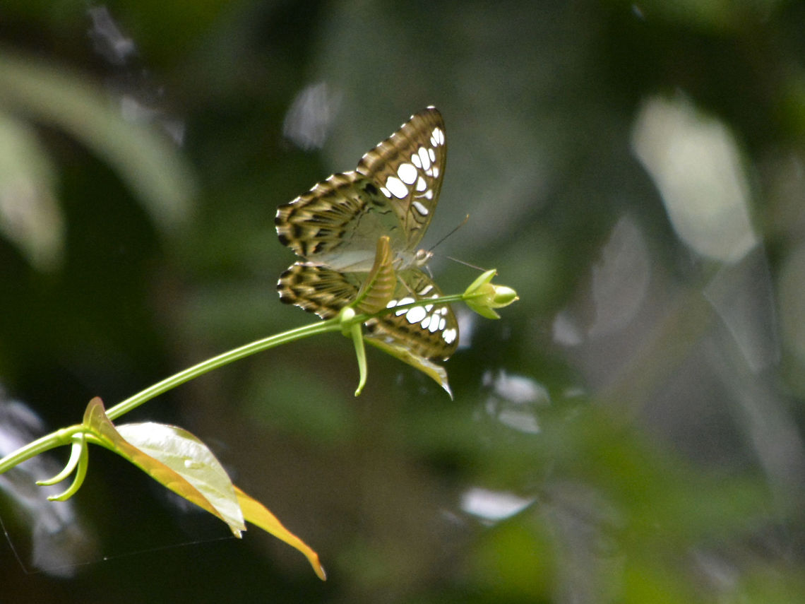 The Clipper - Parthenos sylvia  Butterfly,Clipper,Geotagged,Malaysia,Parthenos sylvia,Sandakan,Summer