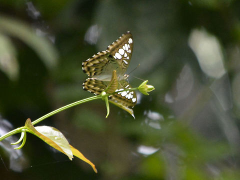 The Clipper - Parthenos sylvia  Butterfly,Clipper,Geotagged,Malaysia,Parthenos sylvia,Sandakan,Summer