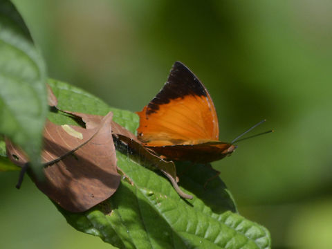 The Tawny Rajah Butterfly - Charaxes bernardus  Butterfly,Charaxes bernardus,Geotagged,Malaysia,Sandakan,Summer,Tawny rajah