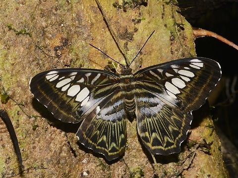 Clipper Butterfly - Parthenos sylvia  Butterfly,Clipper,Geotagged,Malaysia,Parthenos sylvia,Sandakan,Summer