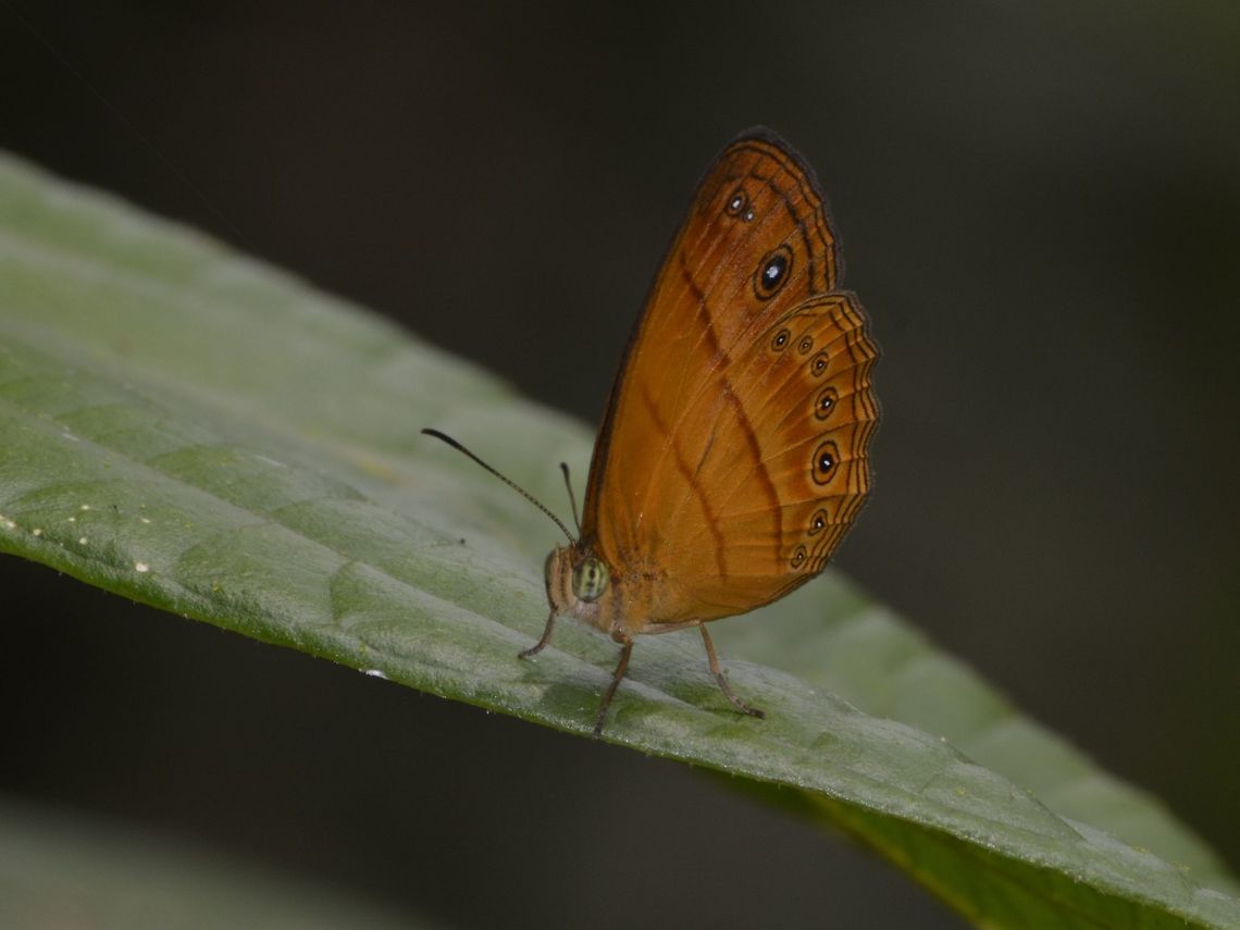 Malayan Bush Brown Butterfly - Mycalesis fusca  Butterfly,Geotagged,Malayan bush brown,Malaysia,Mycalesis fuscum,Sandakan,Summer