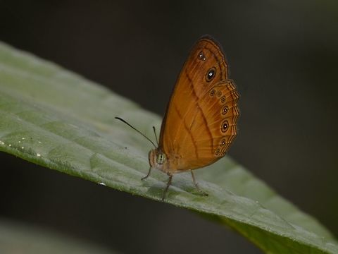 Malayan bush brown